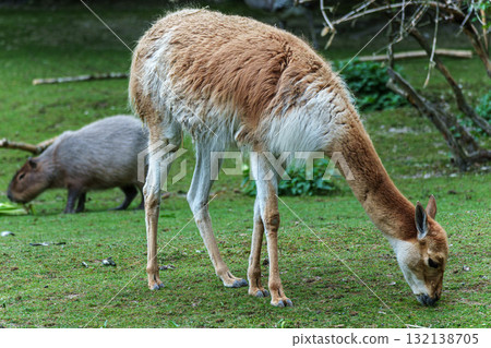 Vicunas, Vicugna Vicugna, relatives of the llama in a German park Vicunas, Vicugna Vicugna, relatives of the llama in a German park 132138705