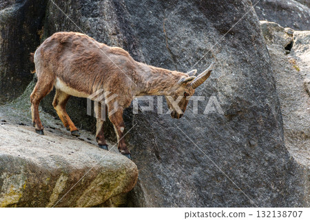 Alpine ibex, Capra ibex is a species of wild goat that lives in the mountains of the European Alps. 132138707
