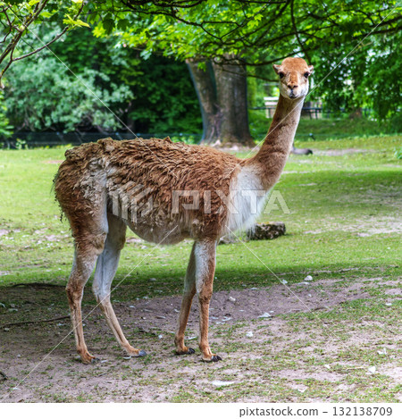 Vicunas, Vicugna Vicugna, relatives of the llama in a German park 132138709