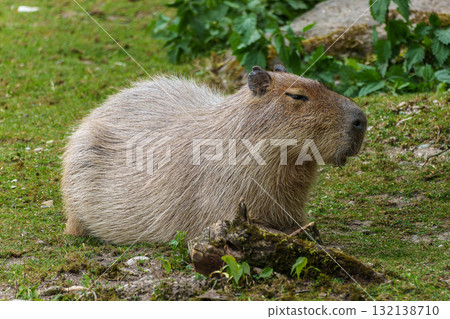 The Capybara, Hydrochoerus hydrochaeris is the largest living rodent in the world. 132138710