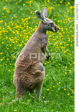 The red kangaroo, Macropus rufus is the largest of all kangaroos and the largest extant marsupial. The red kangaroo, Macropus rufus is the largest of all kangaroos and the largest extant marsupial. 132138712