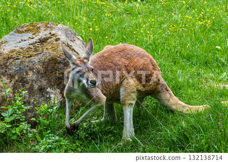 The red kangaroo, Macropus rufus is the largest of all kangaroos and the largest extant marsupial. 132138714