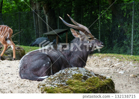 Nyala Antelope - Tragelaphus angasii. Wild life animal. Nyala Antelope - Tragelaphus angasii. Wild life animal. 132138715