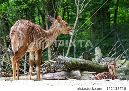 Family of Nyala Antelope - Tragelaphus angasii. Wild life animal. Family of Nyala Antelope - Tragelaphus angasii. Wild life animal. 132138716