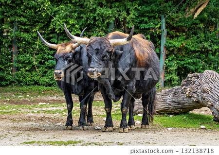 Heck cattle, Bos primigenius taurus or aurochs in a German park Heck cattle, Bos primigenius taurus or aurochs in a German park 132138718