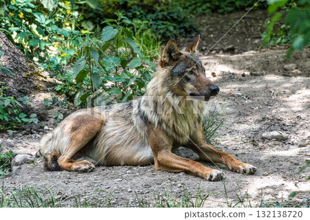 European Grey Wolf, Canis lupus in a german park European Grey Wolf, Canis lupus in a german park 132138720