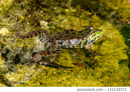 Common frog, Rana temporaria, single reptile croaking in water, also known as the European grass frog Common frog, Rana temporaria, single reptile croaking in water, also known as the European grass frog 132138721