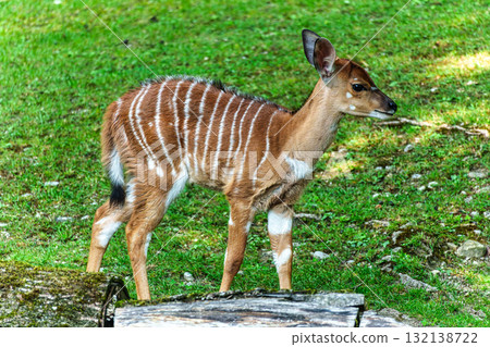 Baby Nyala Antelope - Tragelaphus angasii. Wild life animal. 132138722