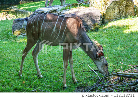 Greater kudu, Tragelaphus strepsiceros is a woodland antelope Greater kudu, Tragelaphus strepsiceros is a woodland antelope 132138731