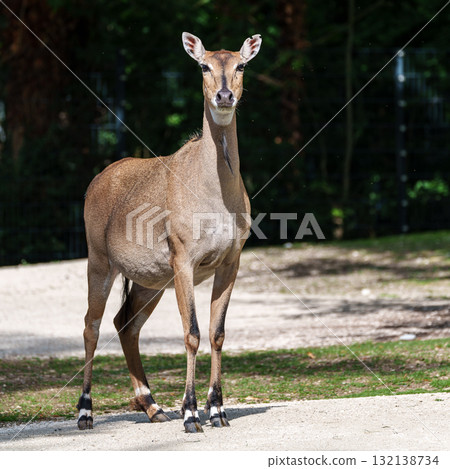 The nilgai or blue cow. Boselaphus tragocamelus is the largest Asian antelope The nilgai or blue cow. Boselaphus tragocamelus is the largest Asian antelope 132138734