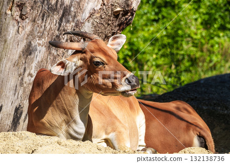 Banteng, Bos javanicus or Red Bull is a type of wild cattle. 132138736