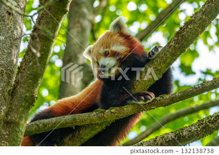 The red panda, Ailurus fulgens, also called the lesser panda. The red panda, Ailurus fulgens, also called the lesser panda. 132138738