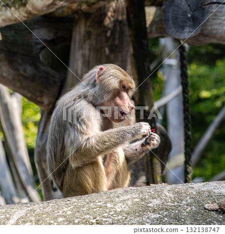 The hamadryas baboon, Papio hamadryas is a species of baboon 132138747