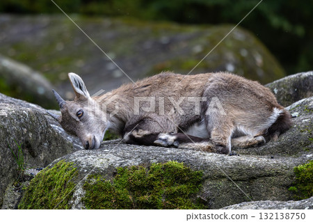 Young baby mountain ibex or capra ibex on a rock 132138750