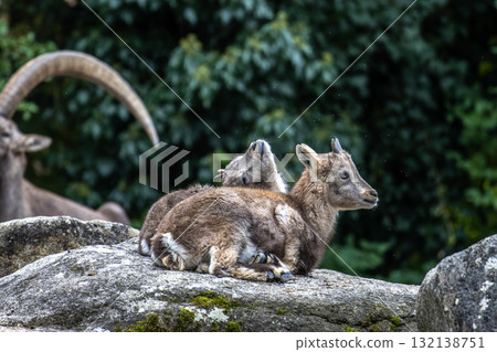 Young baby mountain ibex or capra ibex on a rock 132138751