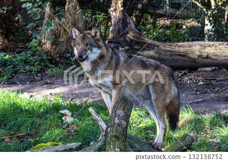 European Grey Wolf, Canis lupus in a german park European Grey Wolf, Canis lupus in a german park 132138752