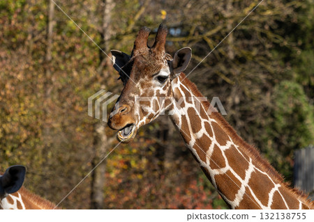 The giraffe, Giraffa camelopardalis is an African mammal The giraffe, Giraffa camelopardalis is an African mammal 132138755