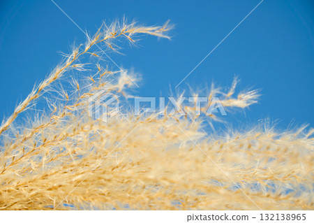 Ears of pampas grass shining in gold Ears of pampas grass shining in gold 132138965
