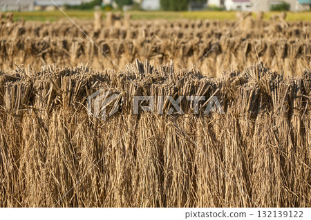 Close-up of golden rice sheaves Close-up of golden rice sheaves 132139122