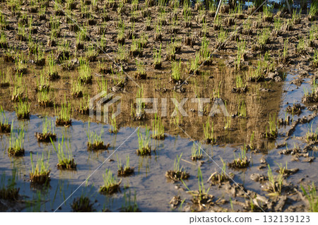 Rice reflected in a puddle in a rice field just after harvest. A tranquil scene typical of autumn in Japan. Rice reflected in a puddle in a rice field just after harvest. A tranquil scene typical of autumn in Japan. 132139123