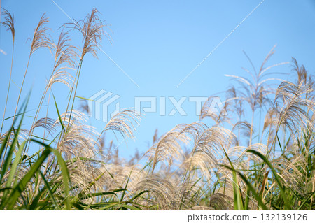 藍天白雲,紫芒隨風搖曳。日本典型的秋日景象。畫面焦點集中在前景的紫芒。 藍天白雲,紫芒隨風搖曳。日本典型的秋日景象。畫面焦點集中在前景的紫芒。 132139126