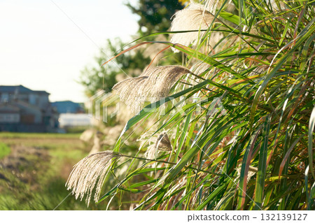 Japanese pampas grass swaying in the autumn fields. A typical autumn scene in Japan. Japanese pampas grass swaying in the autumn fields. A typical autumn scene in Japan. 132139127