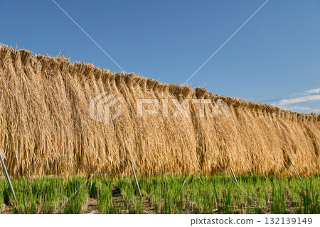 Scenery with rice drying 132139149