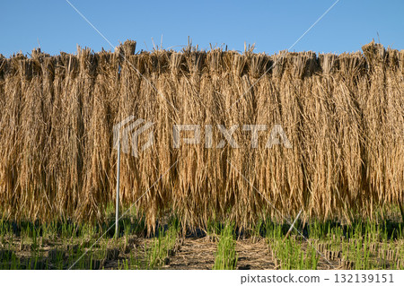Rice that has been harvested 132139151