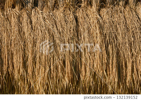 Close-up of golden rice sheaves 132139152