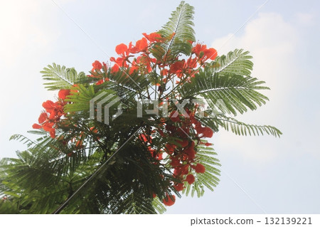 Vibrant red flowers bloom on a lush green tree against a bright, hazy sky, showcasing tropical beauty 132139221
