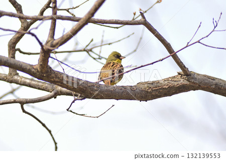 千歲線 西之裡（新） 青花 132139553