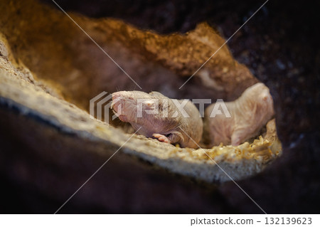 Naked Mole Rat in Underground Tunnel Habitat 132139623