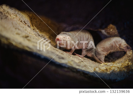 Naked Mole Rat in Underground Tunnel Habitat 132139636