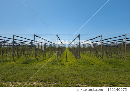 Columnar apple trees garden at sunny springtime day with mountains in the background Columnar apple trees garden at sunny springtime day with mountains in the background 132140975