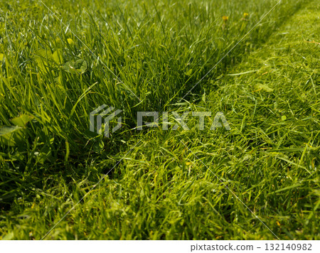 Lush green grass on sunny lawn during daytime with the boundary between the mown and unmown part of the lawn Lush green grass on sunny lawn during daytime with the boundary between the mown and unmown part of the lawn 132140982