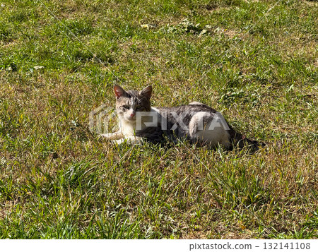 A gray and white cat resting on green grass in sunlight. Warmth, relaxation, and simplicity of life in nature quiet moment. 132141108