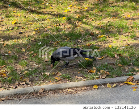 A crow holding a nut in its beak on the grassy ground surrounded by autumn leaves. Wildlife, instinct, and urban adaptation represented through everyday nature. 132141120