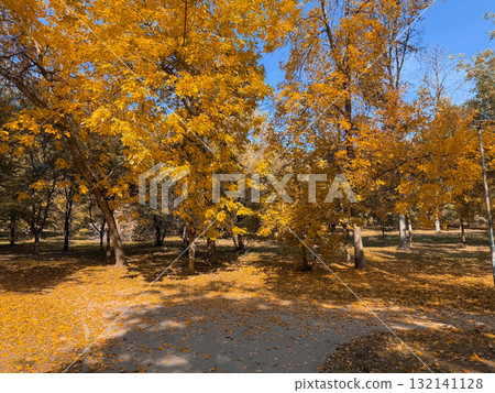 A forest of bright yellow trees glowing under the autumn sun. Warmth, seasonal change, and poetic calmness of nature golden transformation. A forest of bright yellow trees glowing under the autumn sun. Warmth, seasonal change, and poetic calmness of nature golden transformation. 132141128