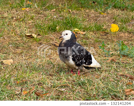 Close-up of pigeon on grass in natural park environment. Concept of coexistence, calmness, and organic connection between wildlife and urban ecology. 132141204