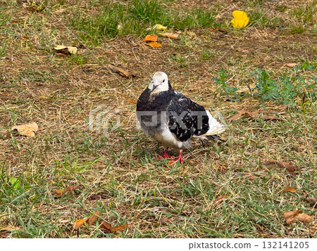 Pigeon standing on grass in autumn park. Representation of calm urban nature, balance, and coexistence between wildlife and human environment. 132141205
