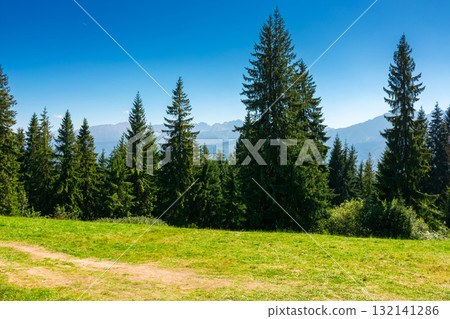 sunny landscape with coniferous forest on grassy meadow. beautiful summer landscape of poland, zakopane at high noon. fresh air and scenic adventure for holiday season 132141286