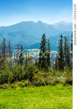 sunny landscape with coniferous forest on grassy meadow. vertical summer landscape of poland, zakopane at high noon. distant tatra mountain range under cloudless blue sky view from gobalowka 132141287