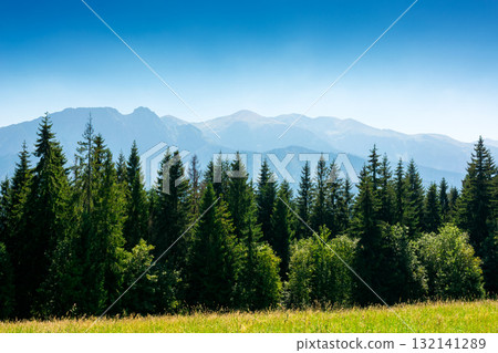 sunny landscape with coniferous forest on grassy meadow. beautiful summer landscape of poland, zakopane at high noon. photography backdrop of amazing place 132141289