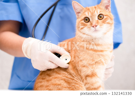 Veterinarian in blue suit with ginger cat 132141330