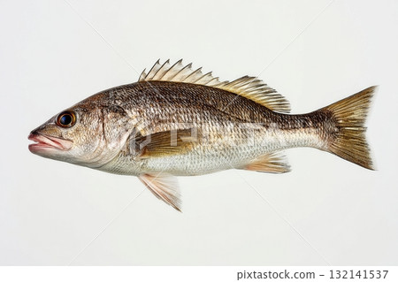 Fish Swimming Gracefully in Clear Water Showcasing Natural Patterns and Colors 132141537