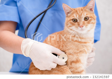 Veterinarian in blue suit with ginger cat 132141597