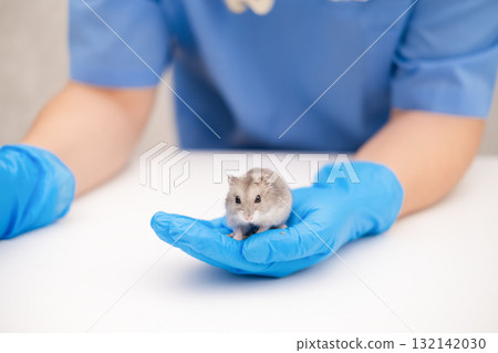 Veterinarian holding a hamster in his hand Veterinarian holding a hamster in his hand 132142030