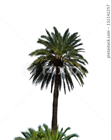 Tall Phoenix canariensis palm stands isolated with vibrant green fronds, showcasing its tropical appearance. The white background emphasizes its elegance and unique shape. 132142257