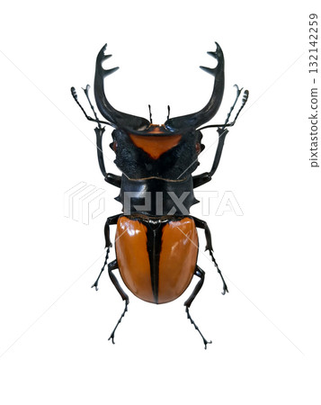 Red stag beetle, known as Odontolabis lacordaieri, displays powerful mandibles and a vibrant orange body. 132142259