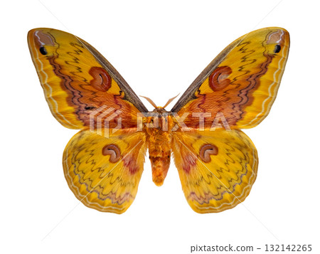 This striking silkmoth showcases vibrant yellow and orange colors. The detailed wing patterns highlight its unique features, making it a stunning example of Lepidoptera. This striking silkmoth showcases vibrant yellow and orange colors. The detailed wing patterns highlight its unique features, making it a stunning example of Lepidoptera. 132142265